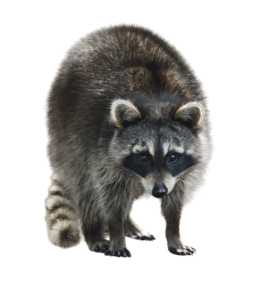 raccoon removal toronto