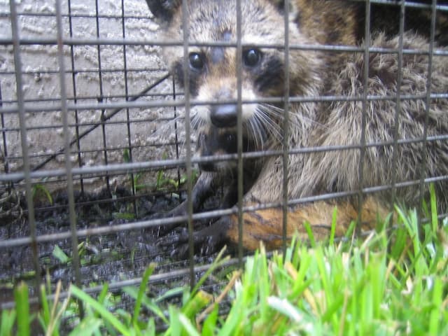 Humane Raccoon Trapping and Removal