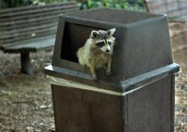 What Do Raccoons Feed On- Urban Raccoon Diet