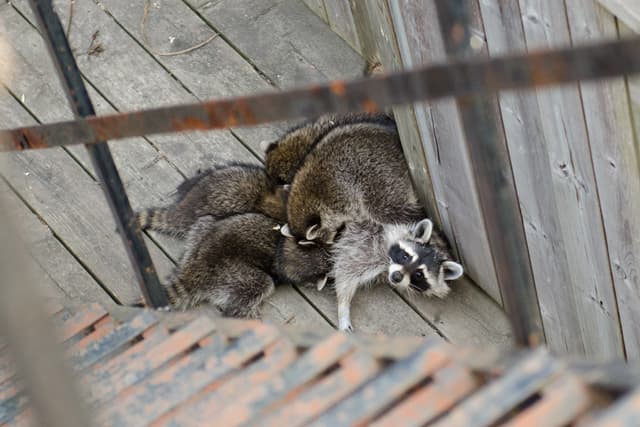 Raccoons in Toronto