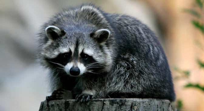 Raccoon Removal - What Are The Best Solutions