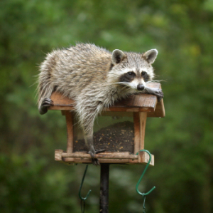 raccoon-repellent