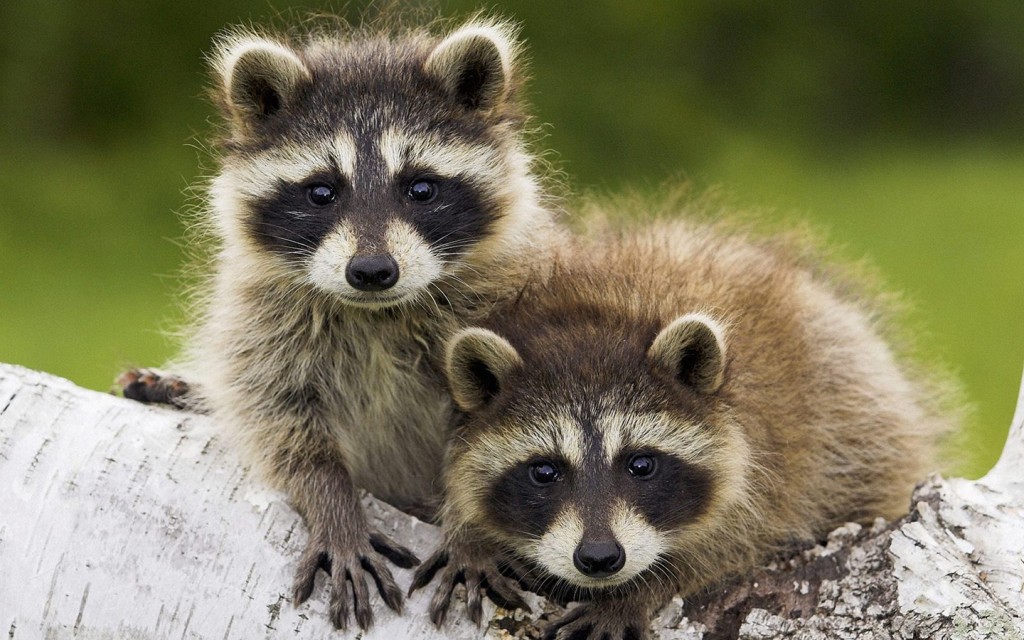 Get Rid of Raccoons