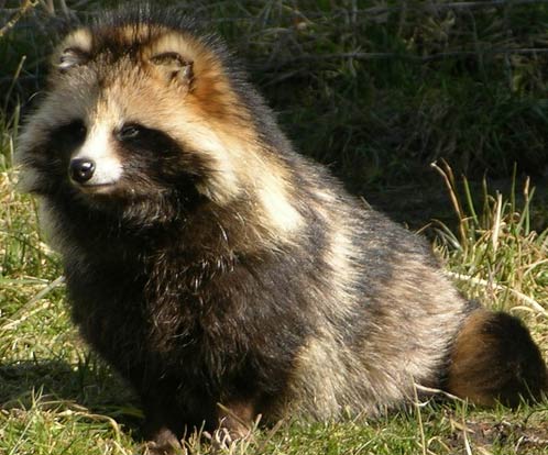 Raccoon Dog and Raccoon Differences