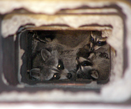 raccoon-proof-chimney