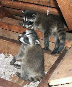 How To Remove A Raccoon From An Attic