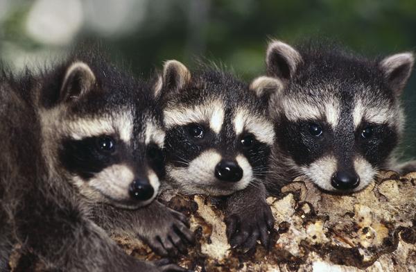 How Long Do Raccoons Live And How Often Do They Reproduce
