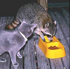 Will Raccoons Attack Dogs or Other Pets