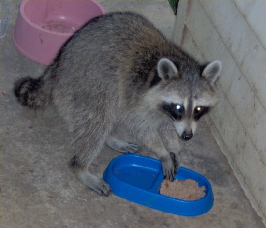 What Do Raccoons Eat - Favorite Raccoon Foods