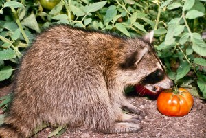How Can I Identify If I Have Raccoons In My Garden Or Home