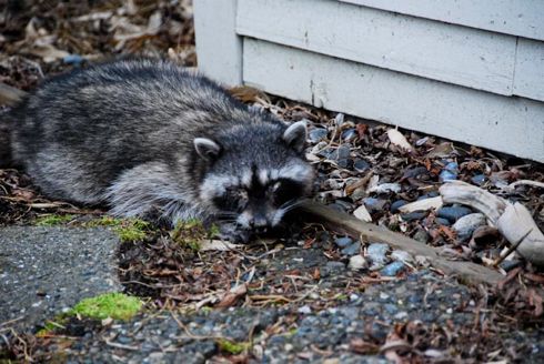 How to Tell if a Raccoon Has Rabies