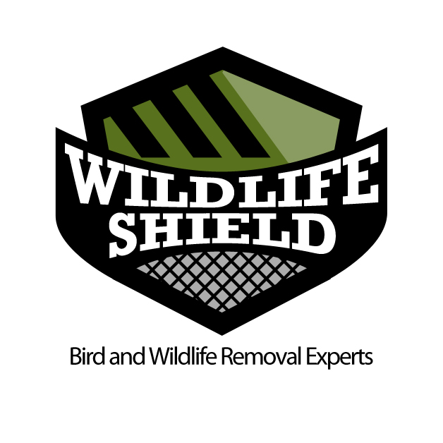 Raccoon Control - Wildlife Shield