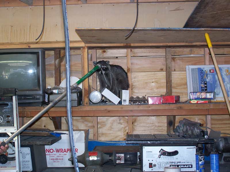 raccoons in garage