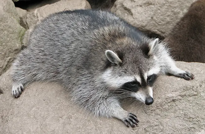 some interesting facts about raccoons