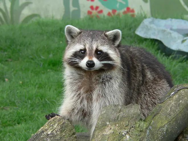 can a raccoon harm your pets