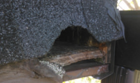 attic raccoon removal