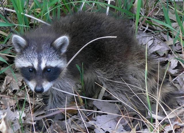 Raccoon Repellents - How to Make Raccoon Repellents at Home