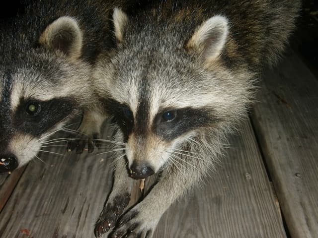 Raccoon Droppings - How To Safely Clean Raccoon Feces