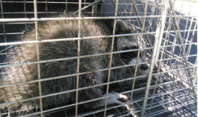 raccoon trapping using humane methods