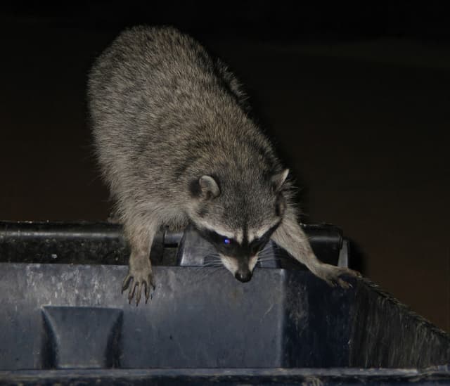 Raccoons in Garbage - How to Keep Raccoons Out of Your Trash