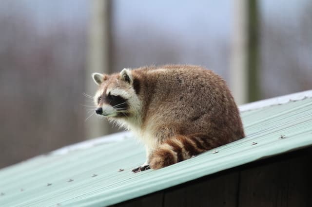 Raccoon in Chimney - Removing a Raccoon From Your Chimney