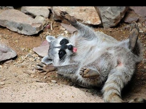 Interesting Facts About Raccoons