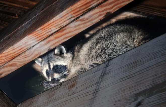 Noises In The Attic? How to Know If Raccoons Have Broken In