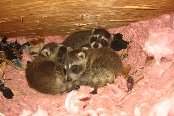 Raccoon Baby Season - Do You Have A Litter of Raccoons In Your Attic