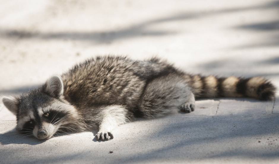 Canine Distemper - Raccoon Health Risks