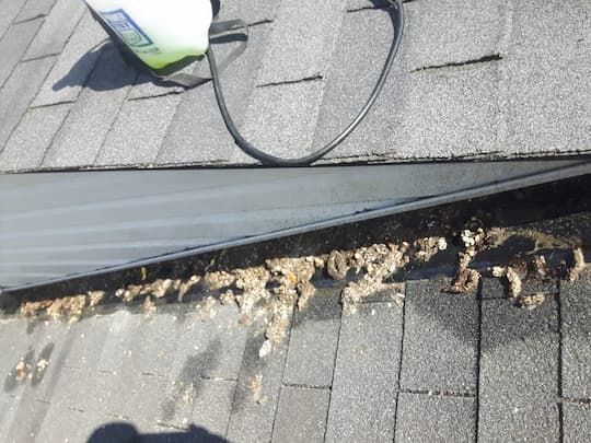 Raccoon Poop Removal​ and Cleaning