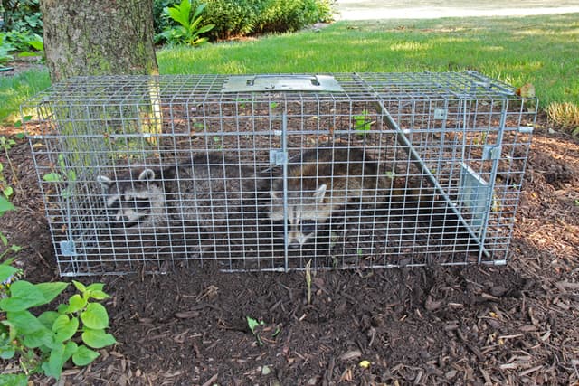 Common Diseases Carried By Raccoons