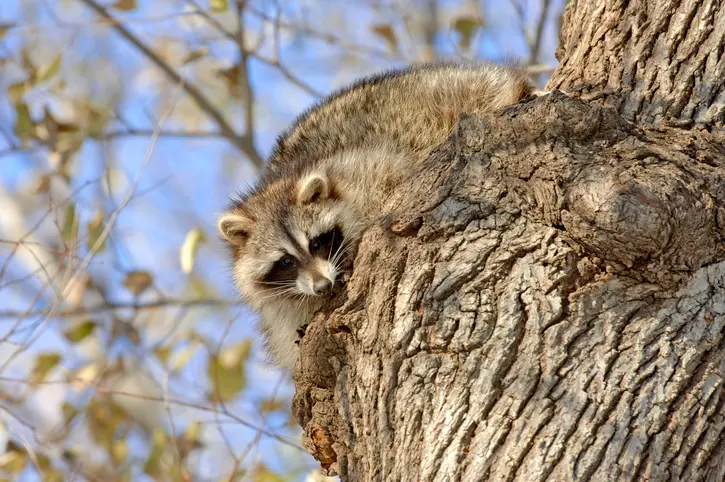 get rid of raccoons whitby