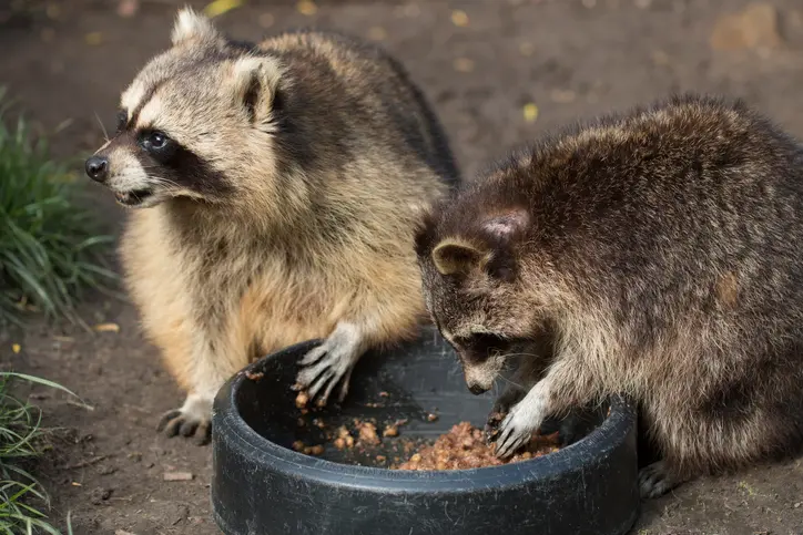 how to stop racoons from taking over your house