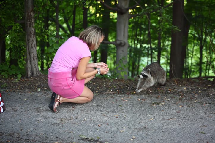 raccoon removal scarborough