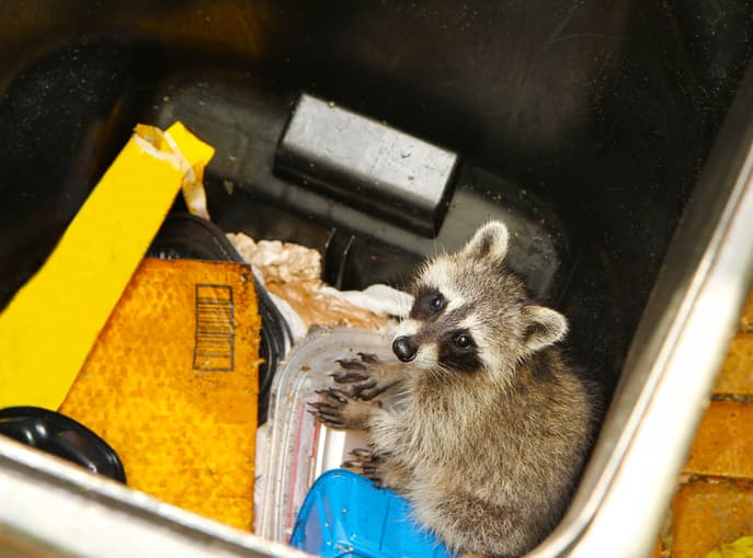 Raccoons Stuck in Dumpster