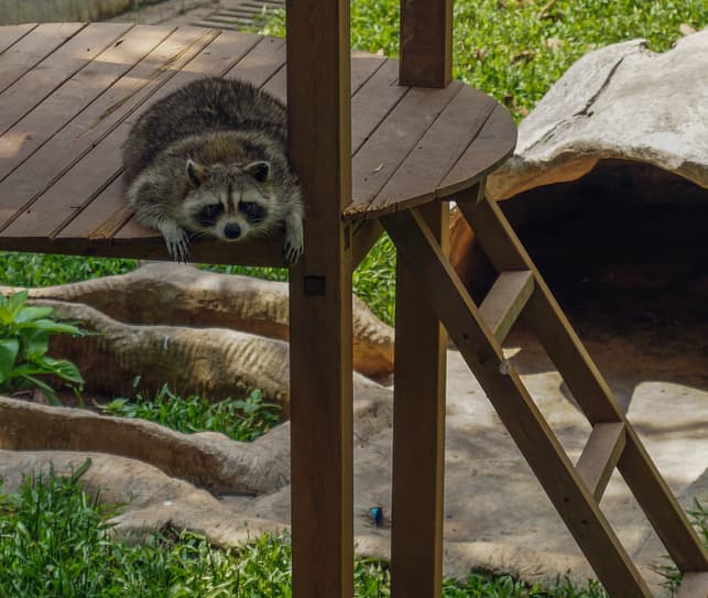 How Raccoons Get in Your Attic