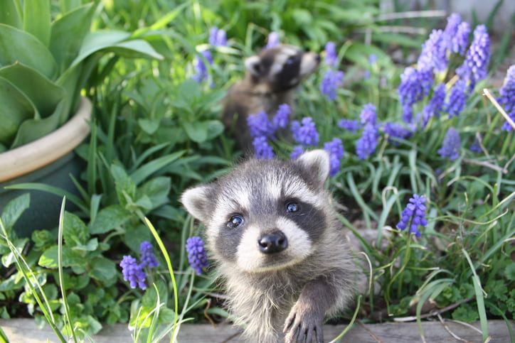 Getting Raccoon Babies Out Of Your Attic
