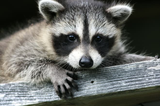 What to Do If You Find Raccoon Baby