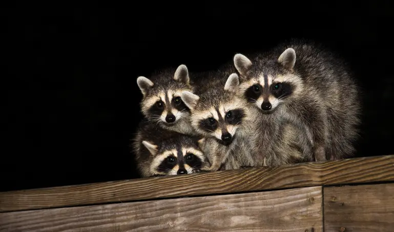 why to use deodorizers to clean an attic after raccoons invasion