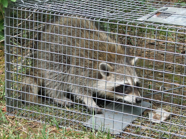 how can raccoon be relocated