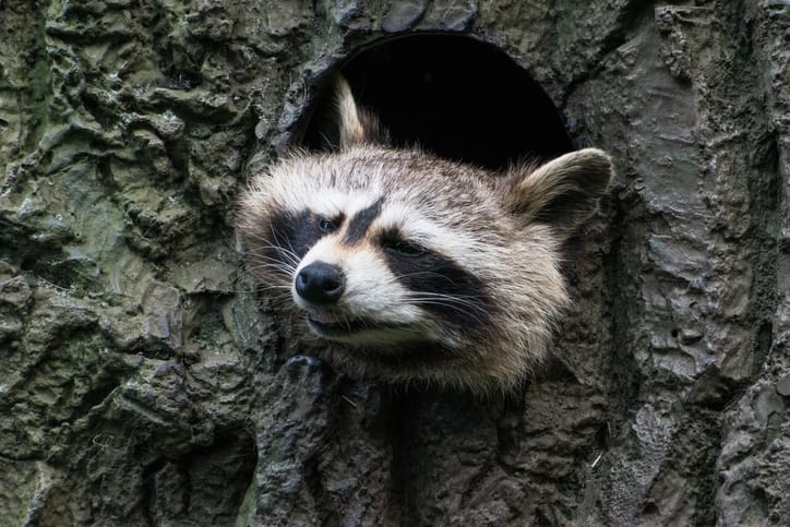 Do Raccoons Live in Sewers