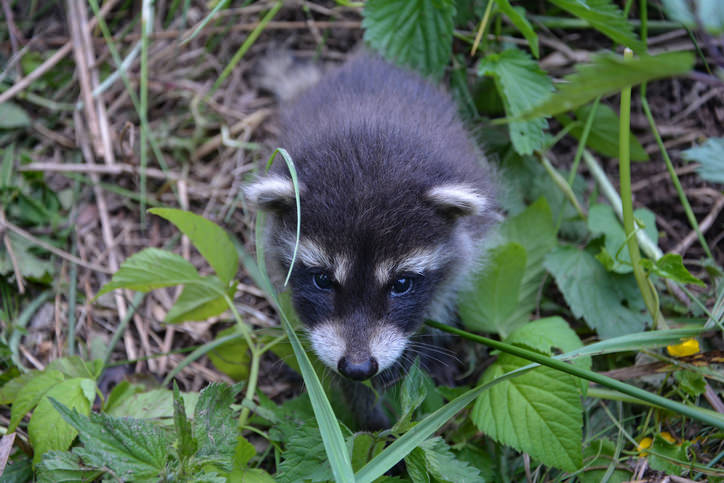 What to Do If You Found Raccoon Babies