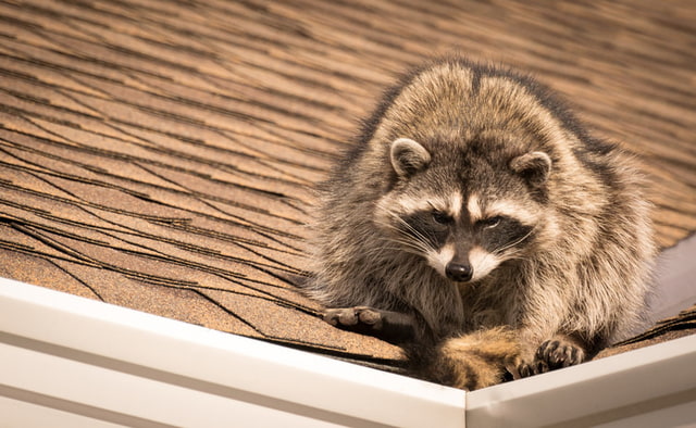 Remove Raccoons From the Chimney