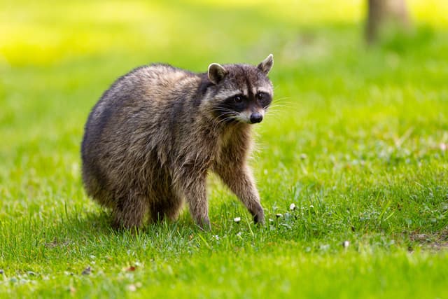 How to Stop Raccoons from Destroying Your Garden