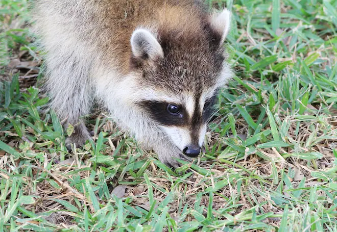 how to stop raccoons from digging up the lawn