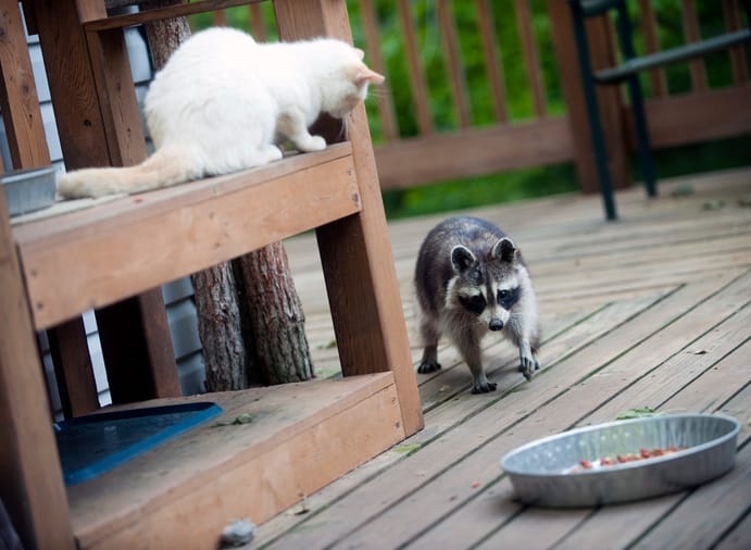 Ways to Stop Raccoons from Destroying Your Garden