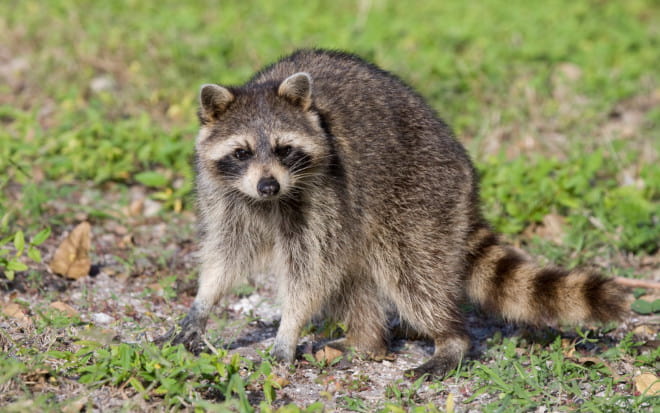 how do raccoons protect themselves