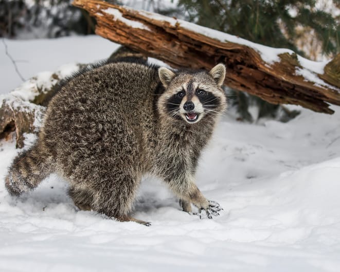 What to Do If a Raccoon Bite You?