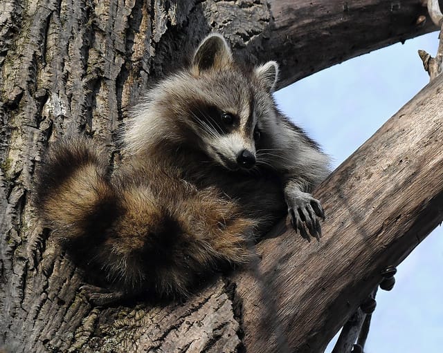 are raccoon nests dangerous