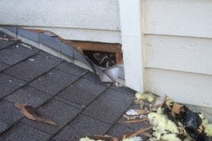 Raccoon Inspection Oshawa